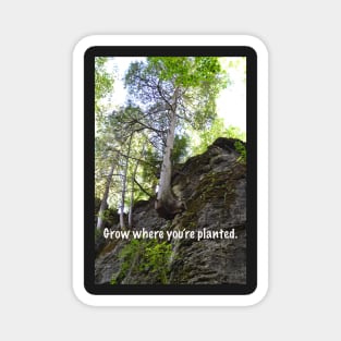 Grow Where You're Planted Magnet