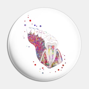 Molar tooth section Pin