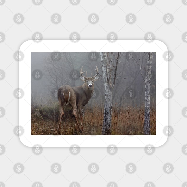 Buck in Fog - White-tailed deer Magnet by Jim Cumming