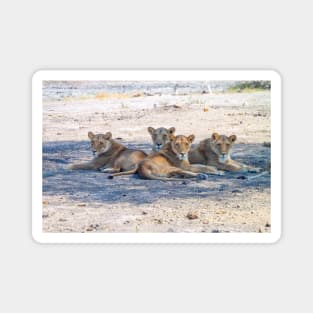 Four Lionesses Shading Themselves Magnet