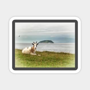 Goat Relaxing on Brean Down, Somerset art. British landscape Magnet