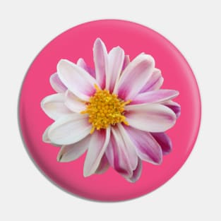 pink flower, flowers, nature, blooms, white Pin