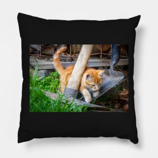 Cute Cat Pillow