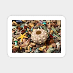 Sea Urchin On Colored Stones Magnet