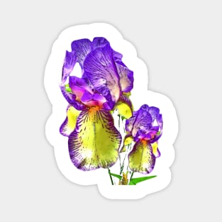 Purple bearded Iris Magnet