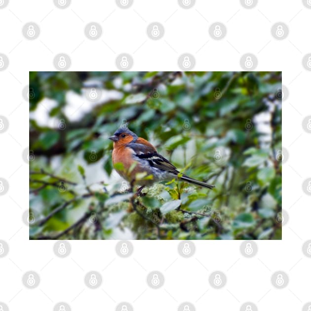 Little Chaffinch by JeanKellyPhoto