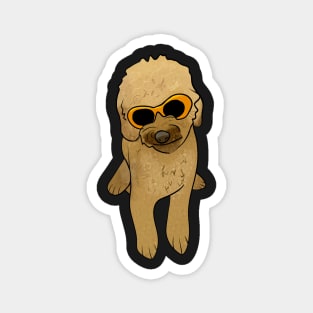 Cool Golden Doodle Magnet