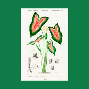 Elephant ear (Caladium bicolor) T-Shirt