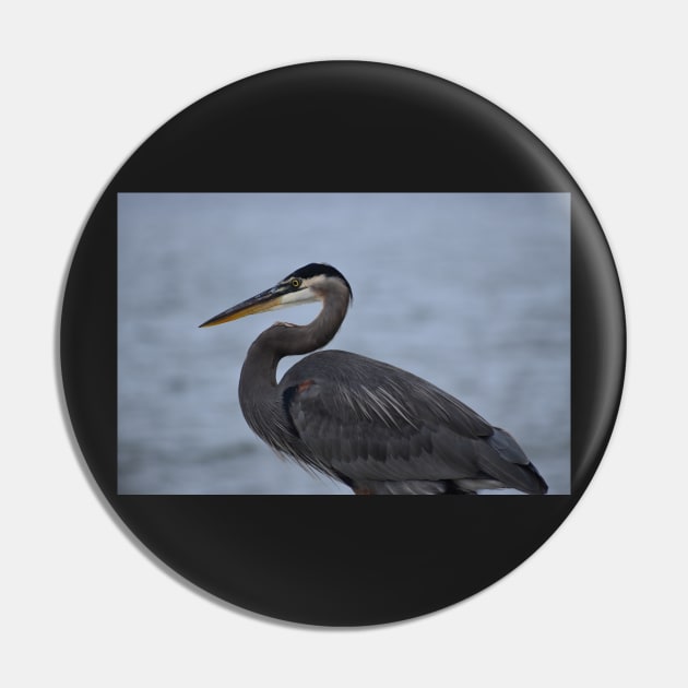 Great Blue Heron 21 Pin by ToniaDelozier