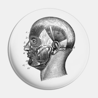 Human Skull Muscular Diagram Pin