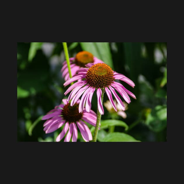 Fresh Echinacea by srosu