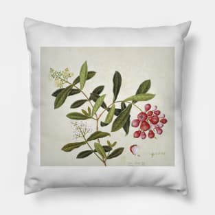 Botanical illustration (C010/8135) Pillow
