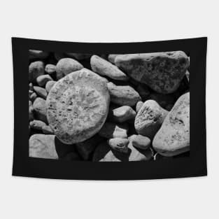 Fossils in Black and White Tapestry