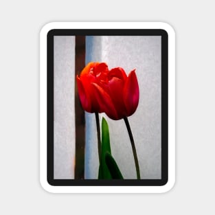 Red Tulips Magnet