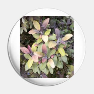 Purple Sage Pin