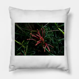 Grevillea Close Up Pillow