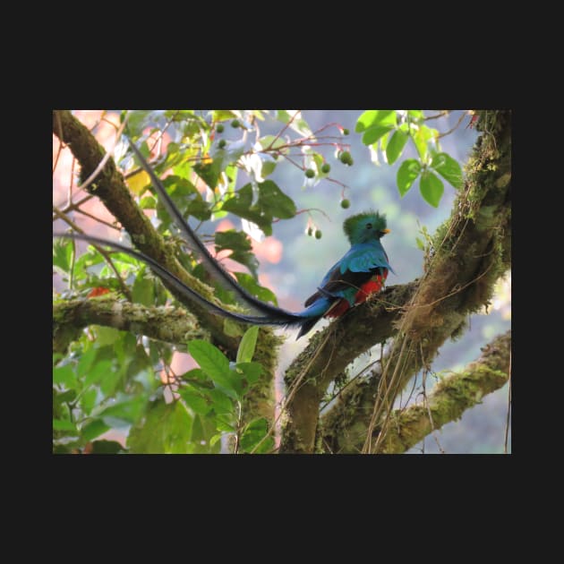 Male Quetzal in Tree by julyperson