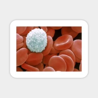 Colour SEM of red & white blood cells (P242/0218) Magnet