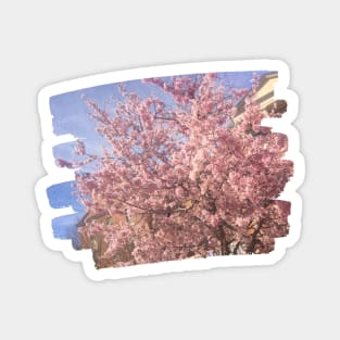 Photo flowers cherry blossom in DC dc statehood simple pink Magnet