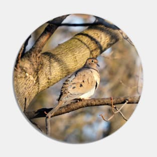 Mourning Dove Perching On A Tree Branch And Staring Pin