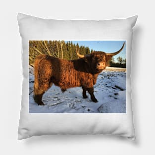 Scottish Highland Cattle Bull 2258 Pillow