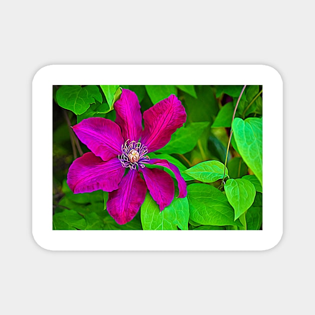 Brilliant Clematis Magnet by mariakeady