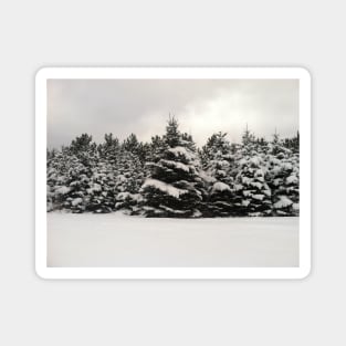 Winter Forest Magnet