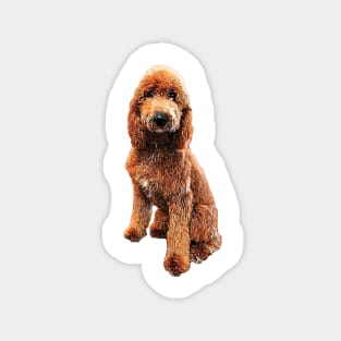 Goldendoodle Golden Doodle Cute Puppy Dog Magnet