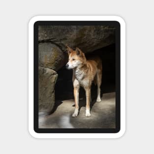 Dingo: Australian Native Dog Magnet