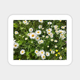 Daisies, just Daisies Magnet