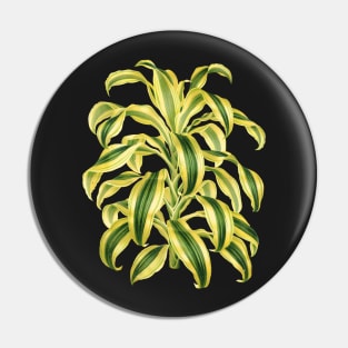 Dracaena reflexa ‘Variegata’ - botanical illustration Pin