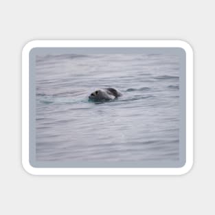 SNEEKY SEAL SWIMMING Magnet