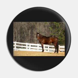 bay horse Pin