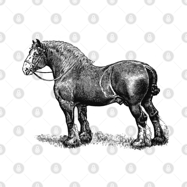 Draft Horse - Black and White Illustration by Biophilia