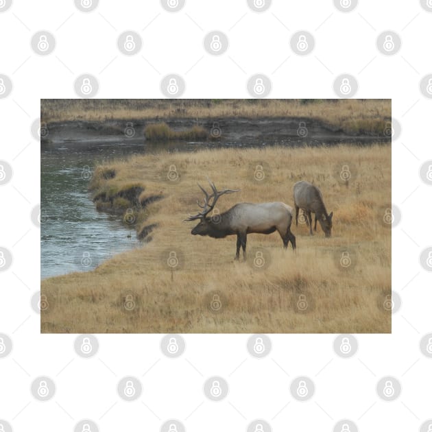 Elks in Yellowstone National Park by nancy.hajjar@yahoo.com