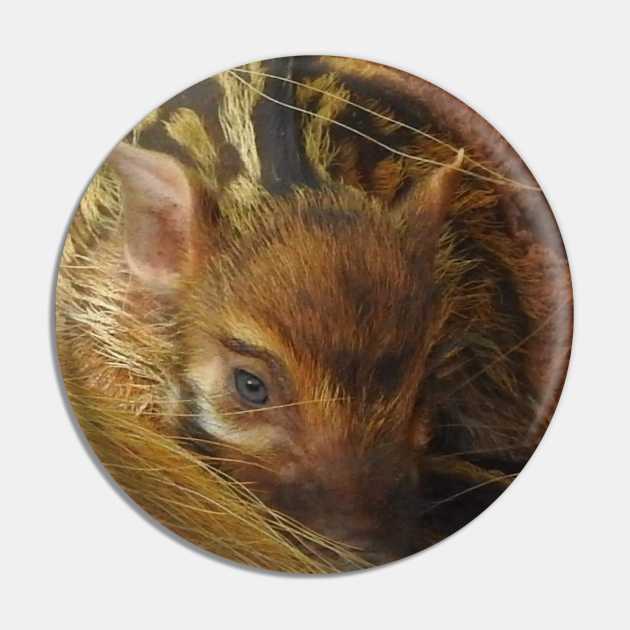 Red River Hog Piglet Pin by Sharonzoolady