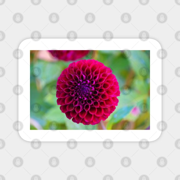 Dahlia Magnet by kchase