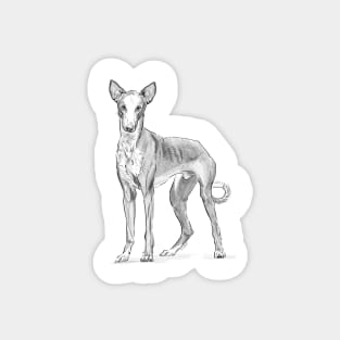 Ibizan Hound Magnet