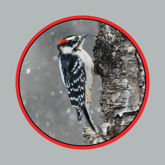 Downy Woodpecker in Snow Photograph by Alpen Designs