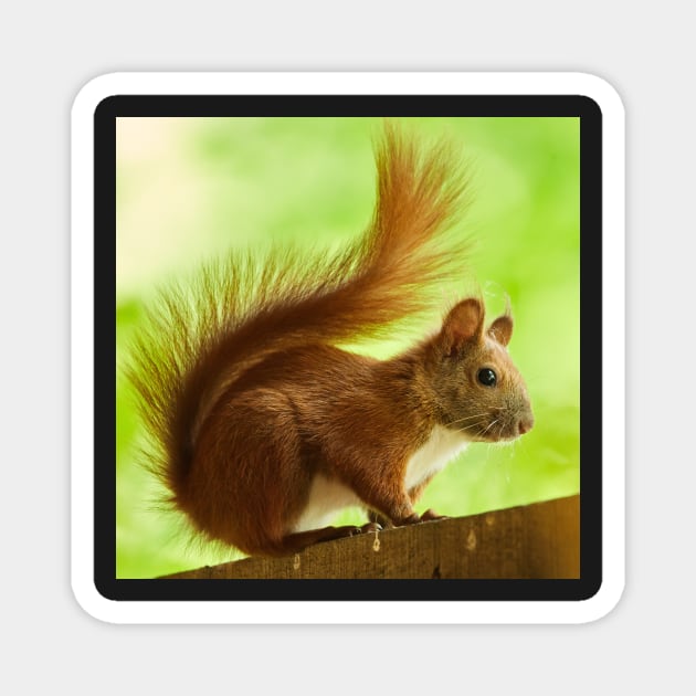 Squirrel in a tree Magnet by naturalis