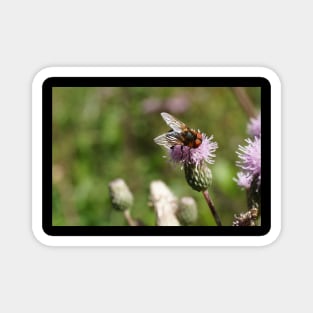 Bee With Red-brown Eyes Magnet