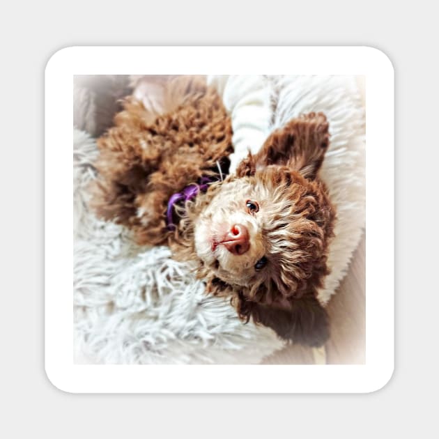 Little Toy Poodle Puppy Magnet by Furtographic