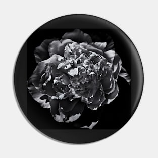 Backyard Flowers In Black And White 19 Pin