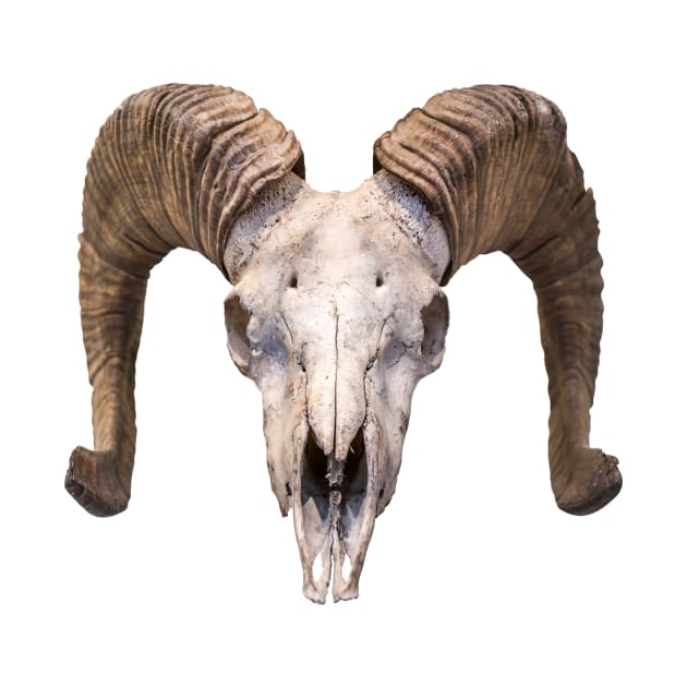 Isolated Ram Skull by mrdoomits