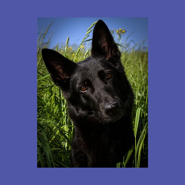 Black german shepherd by Wanderingangel