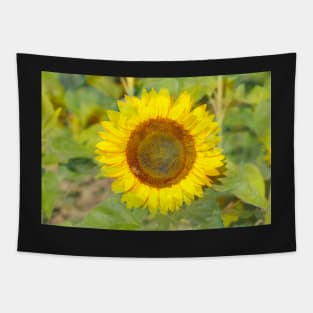 Sunflower, sunflower, abstract, (Helianthus annuus) Tapestry