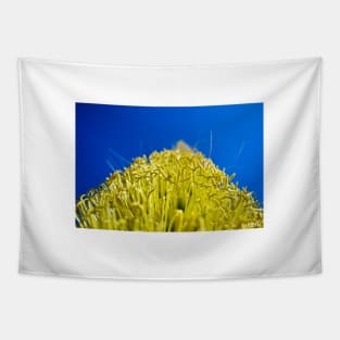 oaxaca pollen ecopop landscape photograph in mexico journey Tapestry