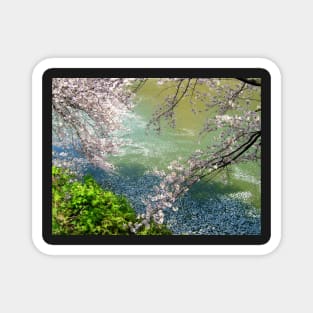 River Blossom Magnet
