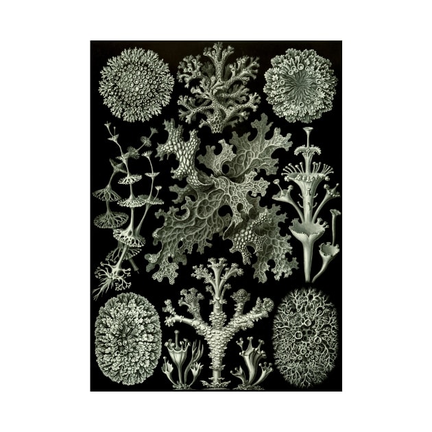 Lichen by Ernst Haeckel by MasterpieceCafe