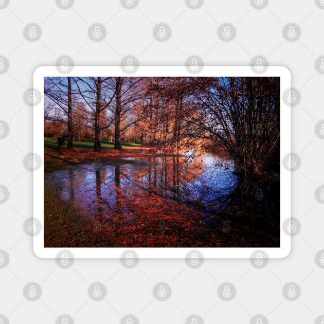 tree reflection in water, autumn fallen leaves Magnet by marghe41